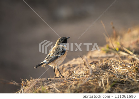 European stonechat or Saxicola rubicola bird closeup or portrait in winter sunlight during safari at forest of central india 111061690