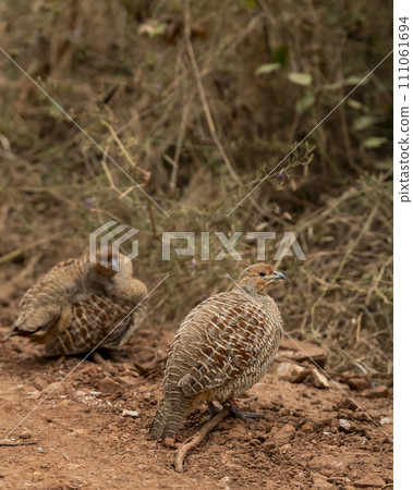 side profile of grey francolin or grey partridge or Francolinus pondicerianus family together on a forest track in winter season safari at Ranthambore national park forest rajasthan india asia side profile of grey francolin or grey partridge or Francolinus pondicerianus family together on a forest track in winter season safari at Ranthambore national park forest rajasthan india asia 111061694