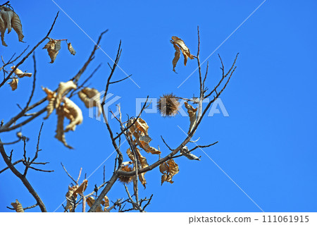 Winter burrs that remain withered 111061915