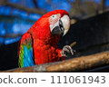 Green-winged Macaw 111061943