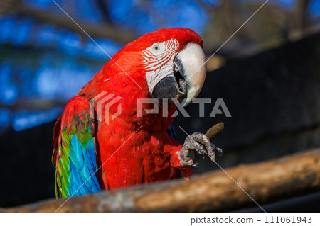 Green-winged Macaw Green-winged Macaw 111061943