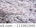 Cherry Blossoms	 111061944