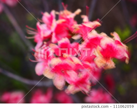 Red flower	 111062059