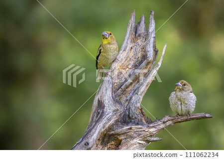 Two juvenile hawfinches (Coccothraustes coccothraustes) on a branch 111062234