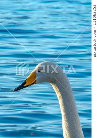 Close-up of a swan's head against the background of the light blue water surface of a lake. 111062252