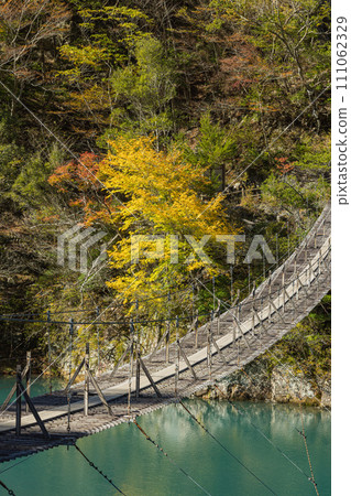 日本靜岡縣川根本町,須俁峽的夢幻吊橋和秋葉淡淡的樹木 日本靜岡縣川根本町,須俁峽的夢幻吊橋和秋葉淡淡的樹木 111062329