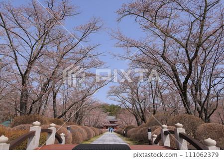 立科山聖光寺櫻花盛開 立科山聖光寺櫻花盛開 111062379