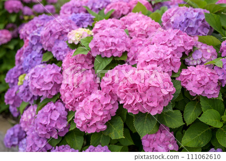 Hydrangea Hydrangea Rainy Season Image [Kanagawa Prefecture] 111062610