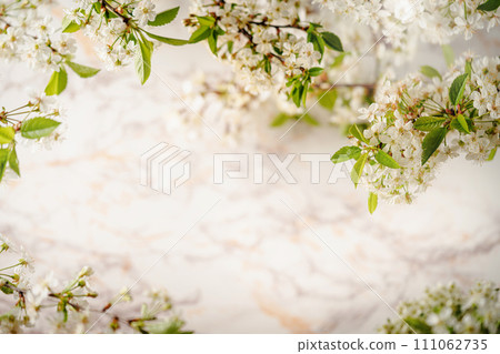 branches of blossoming cherry branches of blossoming cherry 111062735