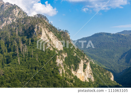 Rocky peak in mountains of Montenegro covered with dense pine forest Rocky peak in mountains of Montenegro covered with dense pine forest 111063105