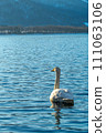 一隻天鵝在淺藍色水面的湖後視圖。北海道的屈斜路湖。 111063106