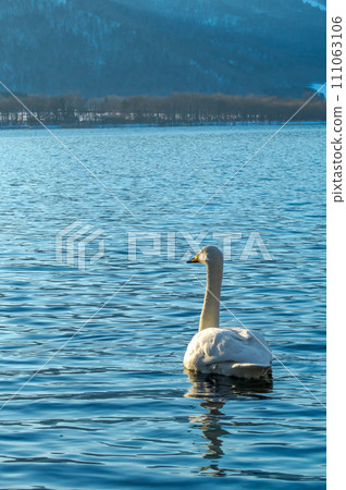 A swan in the back view of a lake with light blue water surface. Lake Kussharo in Hokkaido. 111063106