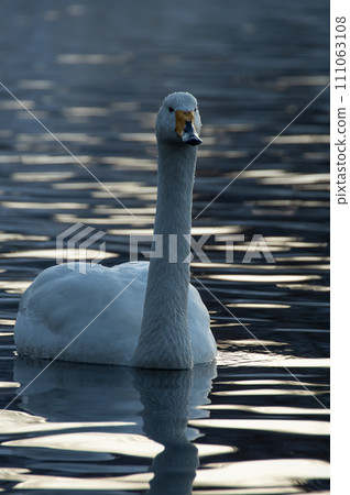 A swan on a rippling lake. Lake Kussharo in Hokkaido. 111063108