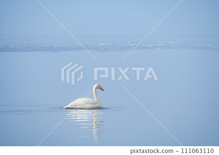A swan on a rippling lake. Lake Kussharo in Hokkaido. 111063110