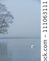 安靜的湖面上有一隻天鵝，湖邊有一棵樹。北海道的屈斜路湖。 111063111