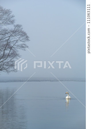 A swan on a quiet lake and a tree by the lake. Lake Kussharo in Hokkaido. A swan on a quiet lake and a tree by the lake. Lake Kussharo in Hokkaido. 111063111