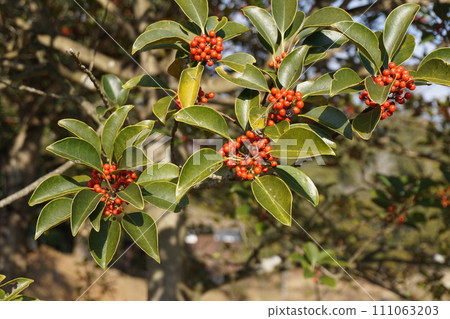 "Ilex rotunda" with red fruits like bells "Ilex rotunda" with red fruits like bells 111063203