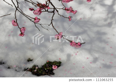 梅花埋在雪地裡 111063255
