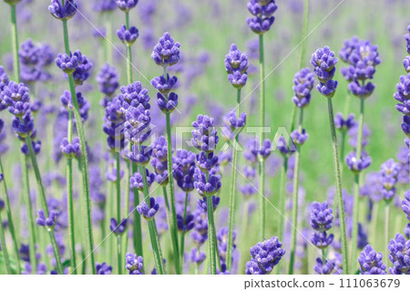 lavender lavender 111063679