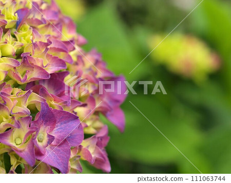 繡球花開始改變顏色和複製空間 繡球花開始改變顏色和複製空間 111063744