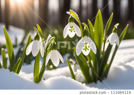 Beautiful first flowers snowdrops in spring forest. Tender spring flowers snowdrops harbingers of warming symbolize the arrival of spring. Scenic view of the spring forest with blooming flowers 111064119
