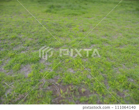 Landscape with wildflowers 111064140