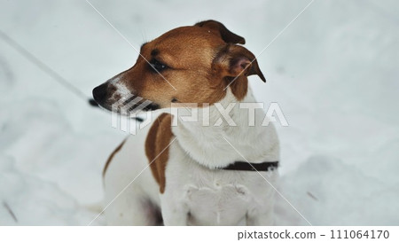 A Jack Russell Terrier shivers in the winter snow. A Jack Russell Terrier shivers in the winter snow. 111064170