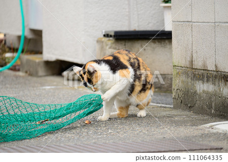 Cat fighting with the internet 111064335