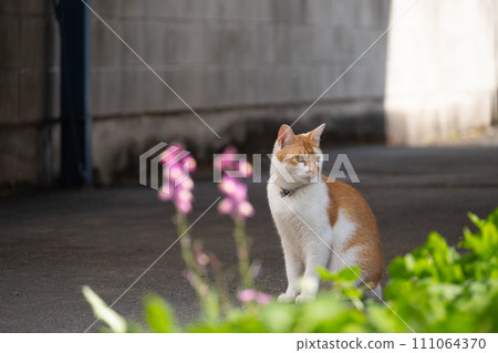 cat worrying about something cat worrying about something 111064370