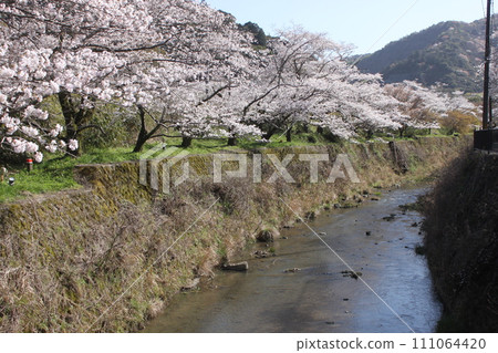 Yamanakakei Station and cherry blossoms, Hannan City, Osaka Prefecture 111064420