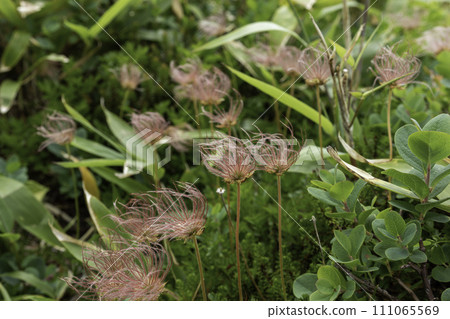 Chinguruma blooming in Mt. Hakusan and waving in the wind 111065569