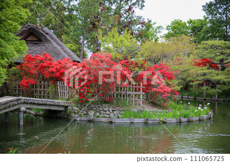 Umemiya Taisha shrine garden in spring Umemiya Taisha shrine garden in spring 111065725