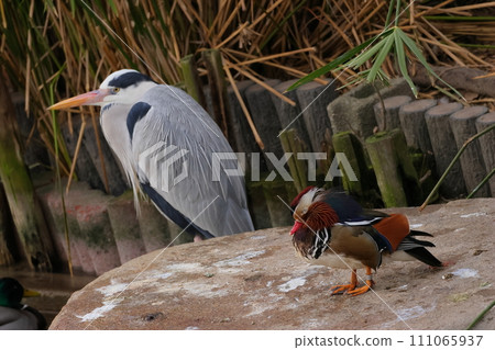 A heron and a mandarin duck resting nearby A heron and a mandarin duck resting nearby 111065937