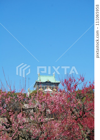 Scenery of Osaka Castle castle tower beyond the red plum blossoms Scenery of Osaka Castle castle tower beyond the red plum blossoms 111065958