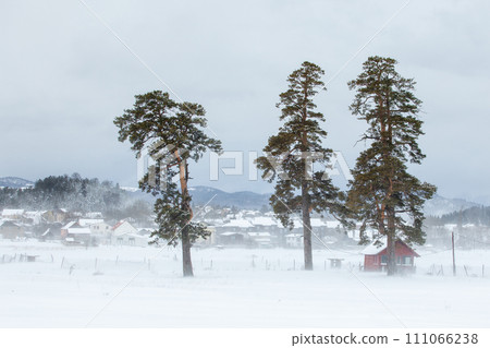 Isolated trees in the snow, the famous winter resort of Bakuriani 111066238
