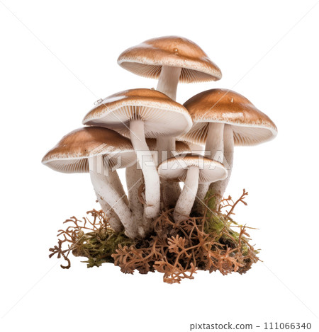Poisonous mushroom isolated on white background Poisonous mushroom isolated on white background 111066340
