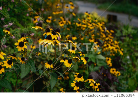 yellow flowers in the afternoon 111066394