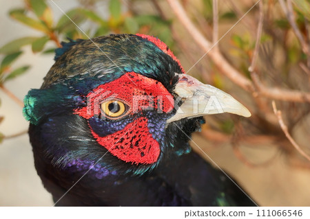 beautiful male pheasant beautiful male pheasant 111066546