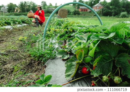 Strawberry farm harvest season Strawberry farm harvest season 111066719