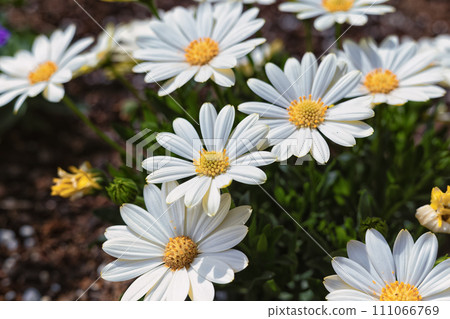 白花 白花 111066769