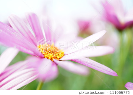 Pink flowers 111066775