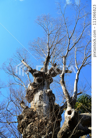 埼玉縣本莊市山王堂的日枝神社，大櫸樹的神樹 111066823