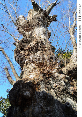 Hie Shrine in Sannodo, Honjo City, Saitama Prefecture, the sacred tree of the large zelkova tree 111066852