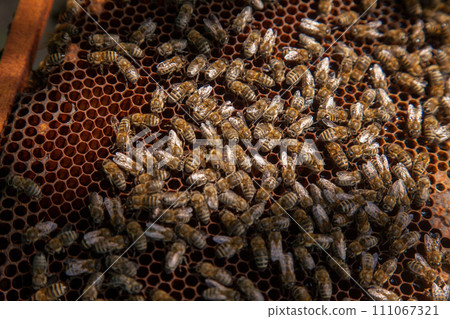 Working bees on the brown honeycomb with sweet honey.. 111067321