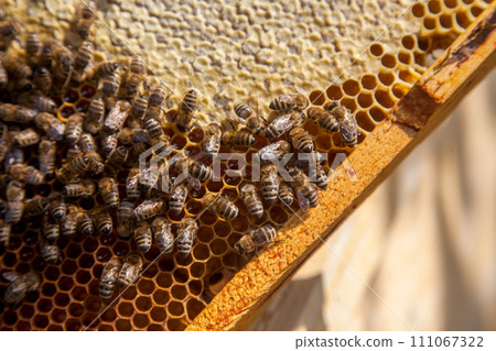 Working bees on the brown honeycomb with sweet honey.. 111067322