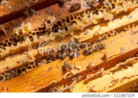 Open hive showing the bees swarming on a honeycomb.. 111067324