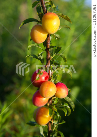 Ripe cherry plum berries in the garden on a tree. Growing cherry plums in a orchard.. 111067361