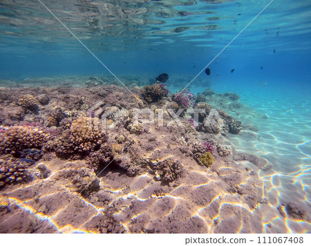 Underwater life of reef with corals and tropical fish. Coral Reef at the Red Sea, Egypt. Underwater life of reef with corals and tropical fish. Coral Reef at the Red Sea, Egypt. 111067408