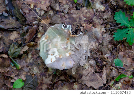 Russula virescens - mushroom commonly known as the green-cracking russula, the quilted green russula, or the green brittlegill mushroom.. 111067483