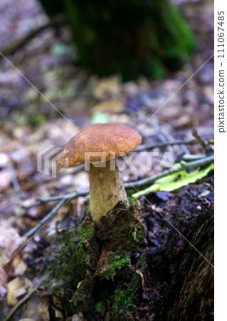 Single Boletus edulis or porcini mushroom growing in the forest. . 111067485